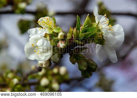 Blooming Cherry Tree In The Spring Garden. Close Up Of White Flowers On A Tree. Spring Background.