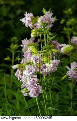 Saponaria Officinalis White Flowers In Summer Garden. Common Soapwort, Bouncing-bet, Crow Soap, Wild