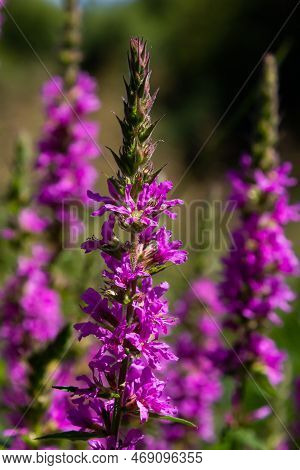 Lythrum Salicaria Pink Flowers, Purple Loosestrife, Spiked Loosestrife, Purple Lythrum On Green Mead