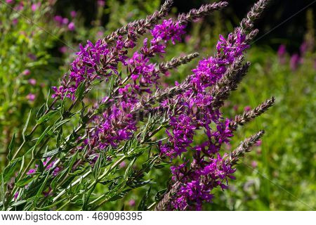 Lythrum Salicaria Pink Flowers, Purple Loosestrife, Spiked Loosestrife, Purple Lythrum On Green Mead