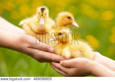 Three Small Yellow Mulard Ducks In The Hands.