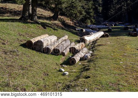 Logging. Cut Logs Lie On The Ground On A Clearing In The Forest In The Mountains Close-up On An Wint