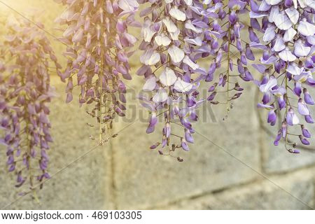 Glycine With Purple Flowers Panicles In Full Bloom Before A Blue Sky. Natural Home Decoration With L
