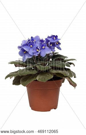 Violet Uzambar, Senpolia Growing In A Pot. Isolated On A White Background