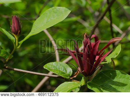Close Up Of A Large Burgundy Flower And Green Leaves Of The  Sweetshrub (calycanthus) Against The Sk