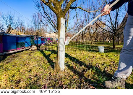 Farmer Use Brush, Whitewashing Fruit Trunk As Method Of Heat Protection Of Sun, Slows Down Vegetatio