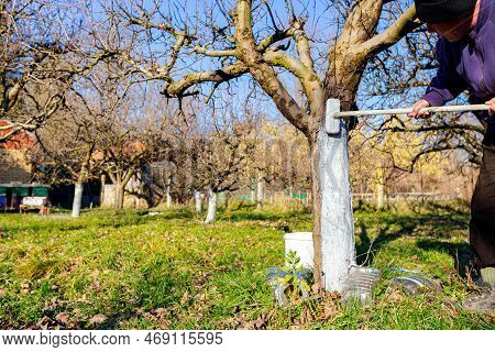 Farmer Use Brush, Whitewashing Fruit Trunk As Method Of Heat Protection Of Sun, Slows Down Vegetatio