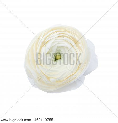 Closeup Of White Ranunculus Isolated On White Background. White Flowers.