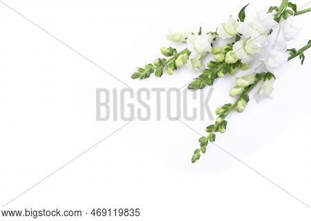 White Snapdragon Flower Isolated On White Background.