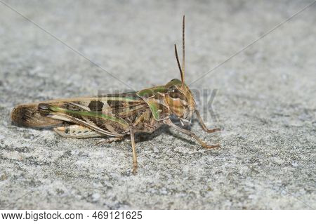 Detailed Closeup On A Large Common Handsome Cross Grasshopper Oedaleus Decorus