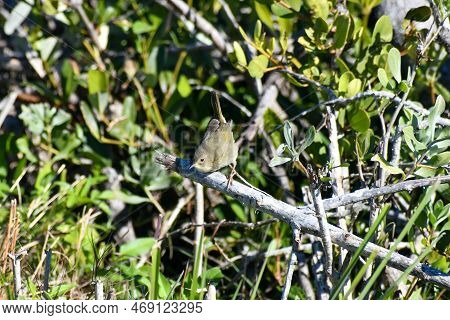 Female Yellowthroat Warbler In The Merritt Island Wildlife Refuge In Florida