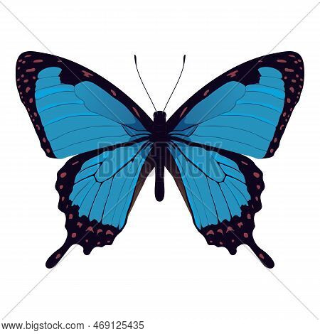 Blue Morpho Butterfly - Beautiful Insect Vector Illustration