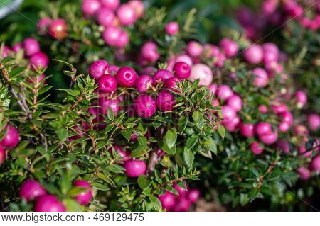 Beautiful Garden Plant For Winter With Red Or Pink Berries Gaultheria Teaberry Plant