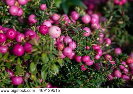 Beautiful Garden Plant For Winter With Red Or Pink Berries Gaultheria Teaberry Plant