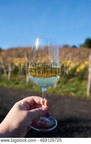 Tasting Of Txakoli Or Chacolí Slightly Sparkling Very Dry White Wine Produced In Spanish Basque Coun
