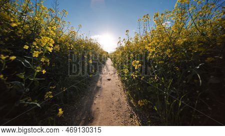 A Path In A Field Of Rapeseed On A Spring Day.