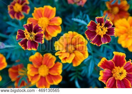 Yellow And Orange Marigold Flowers. Landscape From French Marigolds For Publication, Poster, Calenda