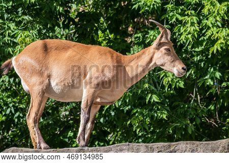 Mountain Goat Or East Caucasian Tur, Female, Latin Name Carpa Cylindricornis. It Is Critically Endan