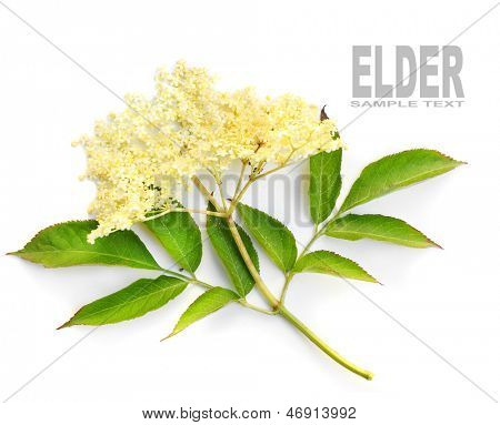 The Elder or Elderberry (Sambucus nigra).The flowers and berries are used most often medicinally against flu and fever, angina, etc.