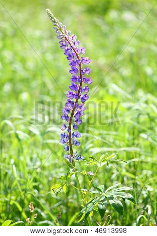 Den store endivie Lupin (Lupinus polyphyllus) er smukke sommerblomst med meget giftige (psychedeli