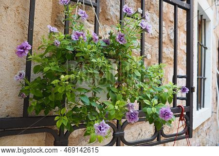 Petunias In The Tray Or In The Pot, Purple Petunia Solanaceae. Beautiful Flowers And Window On A Sto