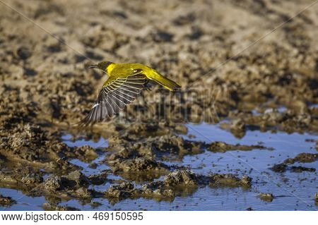 African Black Headed Oriole Flying Over Waterhole In Kgalagadi Transfrontier Park, South Africa; Spe