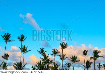 Palm Trees Agains A Sky In A Caribbean Beach