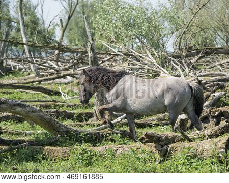 Wild Konink Horses In Oostvaarders Plassen Dutch Nature Area