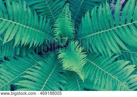 Background From Fern Bush, Top View. Fern Leaves. Green Fern Plant For Branding, Calendar, Post, Car