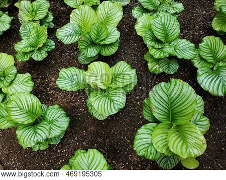 Beautiful Spread Of Calathea Orbifolia Plants Growing On The Ground