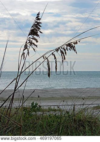 Sea Oats And Ocean Landscape Sanibel Island Florida