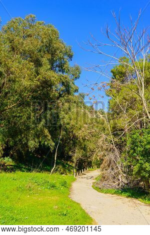 View Of A Footpath And Trees, In The Nahal Giborim (wadi Rushmiya) Valley, Haifa, Israel
