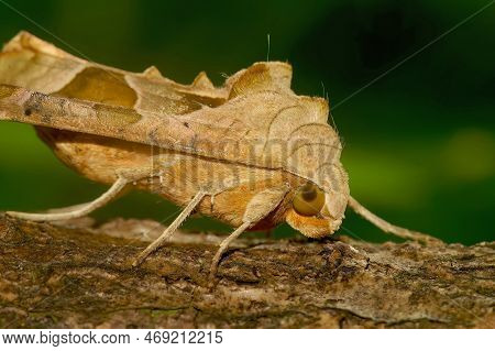 Detailed Nighttime Macro Closeup On An Angle Shades Owlet Moth, Phlogophora Meticulosa, Sitting On A