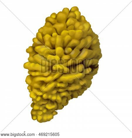 Watercolor Realistic Yellow Mushrooms. Mushrooms Growing On The Tree. Laetiporus Sulphureus Is A Spe