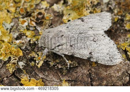 Detailed Closeup On A Grey , White Miller Owlet Moth, Acronicta Leporina, Sitting On A Lichen Covere