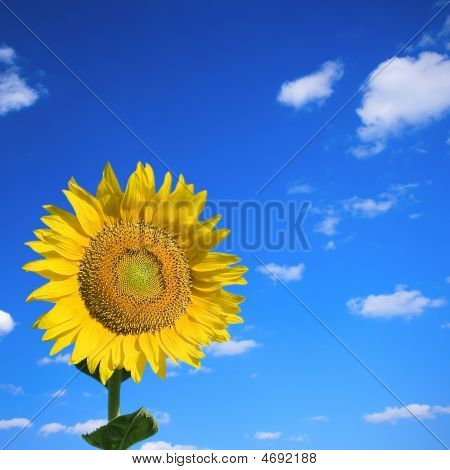 Girassol no céu de Verão