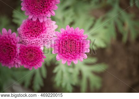Purple, Pink Chrisanthemum Right Before Full Bloom With Leaves Behind, Picture From Top, Front.