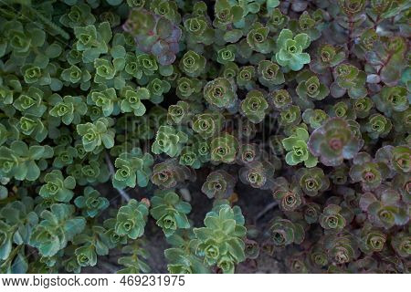 Green Plant Of 'john Creech' Stonecrop, Sedum Spurium Summer Glory Green Roof Plants In The Garden. 