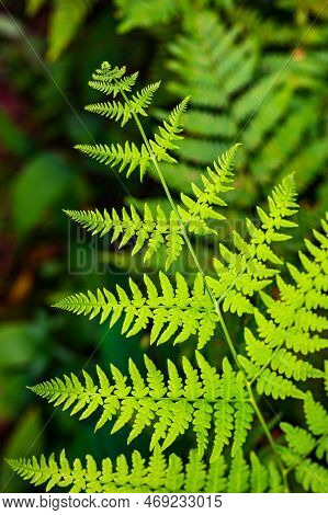 Unique Pointed Shape Of The Young Light Green Fern Plant Leaves Growing In The Forest
