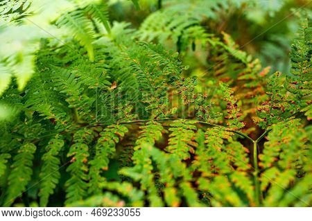 Young And Old Green Fern Plant Growing In The Forest. Some Steams With Brown Pointed Leaves Mixed Wi