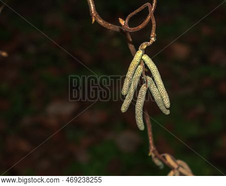 Tassel On The Branches Of Hazelnuts In Winter. Latin Name Corylus Avellana. Curly Hazelnut Contorta.