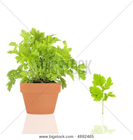Feverfew Herb