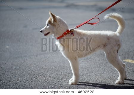 Husky branco
