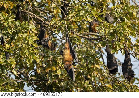 Indian Flying Fox Or Greater Indian Fruit Bat Or Pteropus Giganteus Family Or Group In Colony Hangin