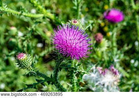 Beautiful Growing Flower Root Burdock Thistle On Background Meadow