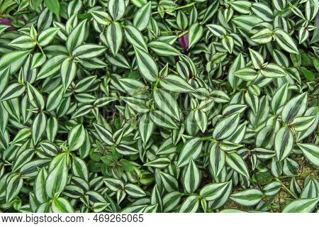 Green Natural Texture. Textured Background. Foliage Of Thuja. Texture Of Green Branches And Leaves. 