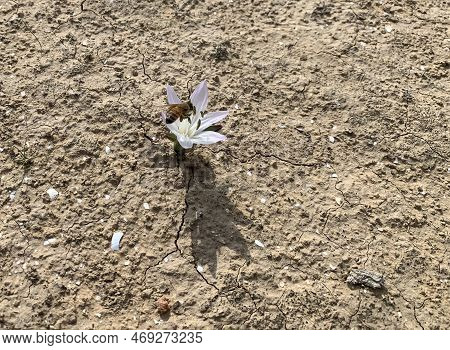 A Bee Collects Pollen From A Colchicium Flower (lat. - Colchicum Ritchii) In The In The Winter In Th