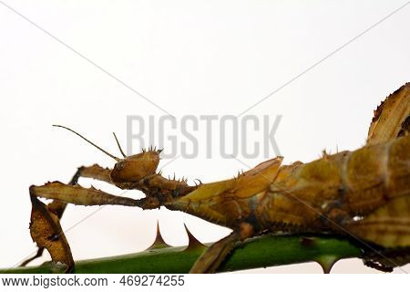 Australian Stick Insect ( Extatosoma Tiaratum ) With Light Background