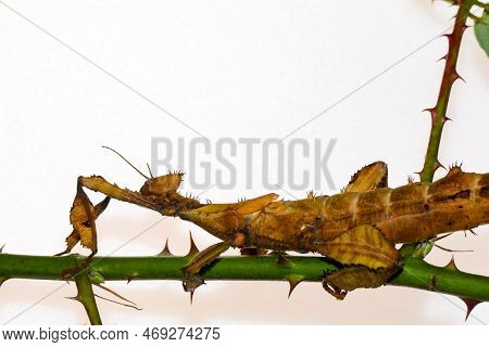 Australian Stick Insect ( Extatosoma Tiaratum ) With Light Background