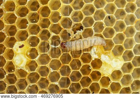 Waxworms, Caterpillar Larvae Of Wax Moths, On Damaged Beeswax, Frame With Waxed Wax Moth.